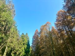 -山王坪喀斯特国家生态公园