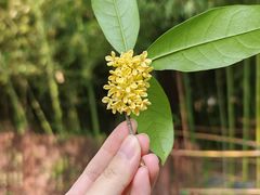 -西安大兴善寺