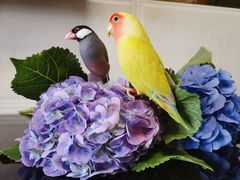 -青石桥花鸟鱼虫市场(叠翠城店)