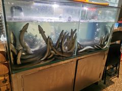 -本炙炭烤·蒲烧活鳗料理店(金沙洲店)