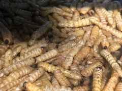 -昆虫窝子·特色云南菜(拓东路总店)