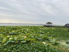 -七的湖·晚芳亭·阳澄湖农家菜·大闸蟹(莲花岛店)
