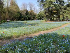-上海滨江森林公园