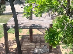 -西霞口神雕山野生动物世界