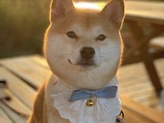 -萌宠之家·腊肠犬·马尔泰·小体犬舍
