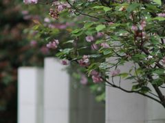 -九里云松·天香餐厅