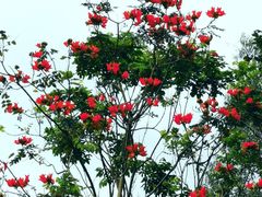 -火炉山森林公园