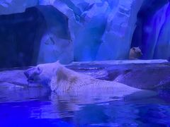 -上海海昌海洋公园-冰山北极馆