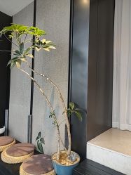 点击看大图 -欧兔博士·O2BOX微高压氧舱