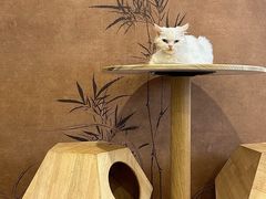 -楼上猫咖(罗湖店)