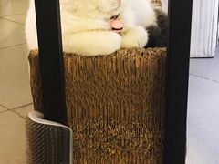 -有猫主题·治愈系猫咖(曾厝垵店)