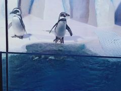 -皇家海洋乐园