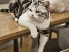 -有喵·猫咖·狗咖·30几只猫10只小狗(岗厦店)