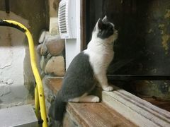 -猫咪博物馆(顶澳仔猫街店)