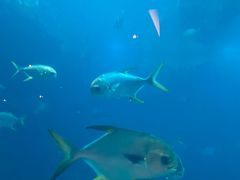 -海棠湾洲际-涛·海底餐厅·美人鱼·自助餐·海底隧道
