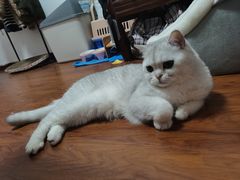 -欣宠猫屋·矮脚拿破仑·蓝金金渐层