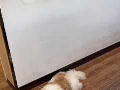 -瑞派紫金宠物医院24小时·骨科·中兽医·重症转诊中心(番禺大石院)