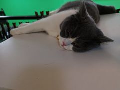 -李小姐の猫咖啡馆(五角场店)