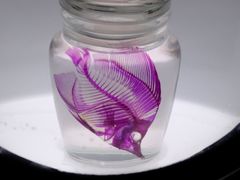 -新加坡海洋生态馆