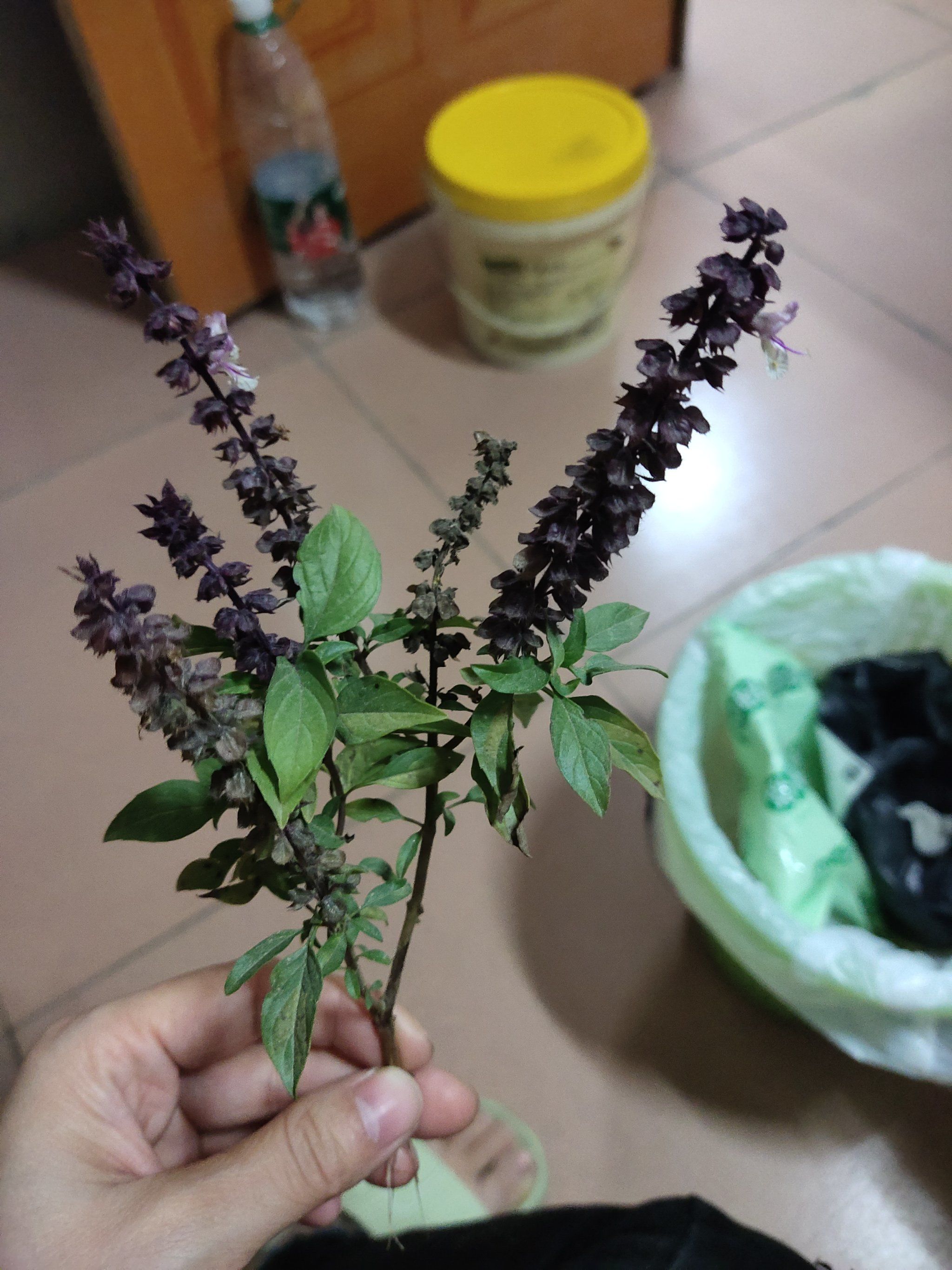 生机勃勃的香花