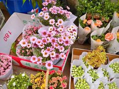 -循礼门鲜花花市(武汉循礼门店)