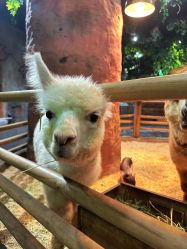 -Zoolung Zoolung动物主题公园(海信广场店)