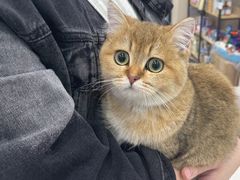 -安安宠医宠物医院·异宠·犬猫内科(岳阳分院)