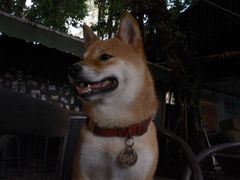 -柴犬高等学院·狗咖·柴犬售卖·宠物训练