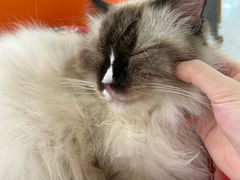 -平行世界·猫咖(首经贸店)