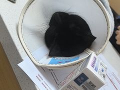 -瑞派康怡24h宠物医院·犬猫医疗中心·微创绝育(瑞景分院)