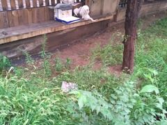 -瑞派宠物医院·24h·骨外科·皮肤科·全科宠物医疗转诊中心(沈阳浑南院)