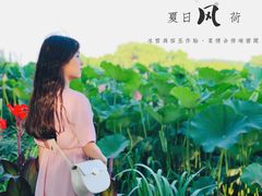 -荷塘月色湿地公园·向阳花洲