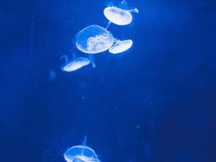 -暹罗海洋世界