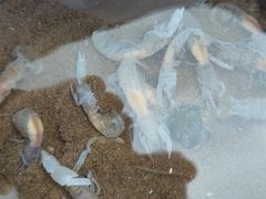 -东戴河风景区-止锚湾