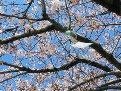 -高东镇樱花园