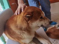 -喜柴咖啡·柴犬狗咖