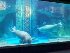 -哈尔滨波塞冬海底世界