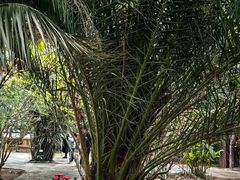 -呀路古热带植物园