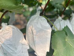 -马陆小张葡萄园农家乐