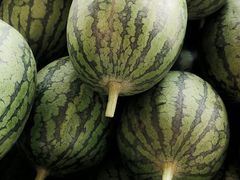 -庞各庄翠芳园西瓜蔬菜基地采摘园