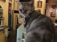 -猫色咖啡·猫咖