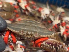 -一方渔歌蒸汽海鲜自助(文化路万达广场店)