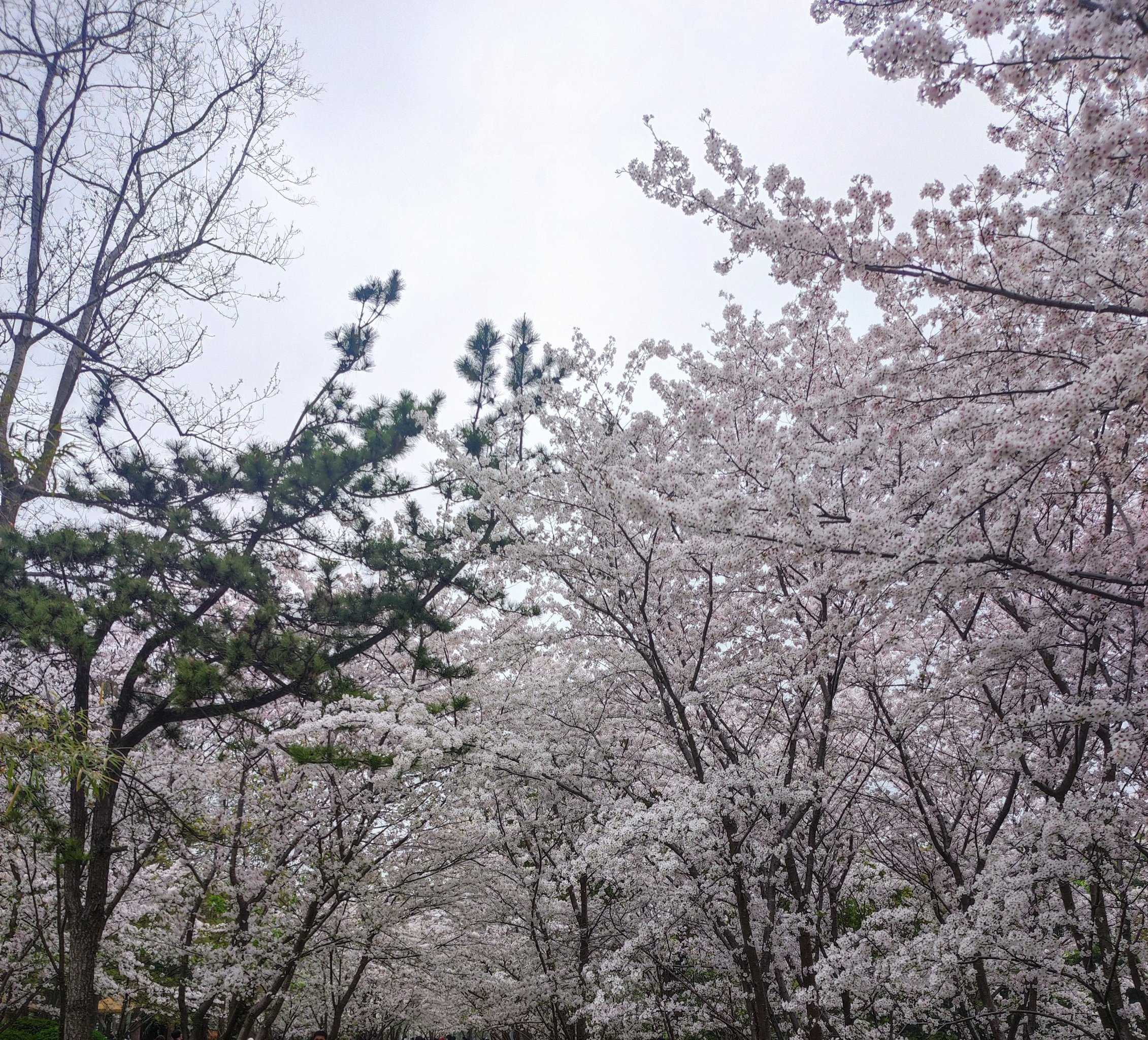 济源世纪广场樱花图片