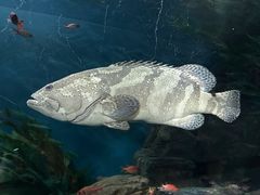 -上海海洋水族馆