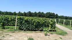 -圣露庄园·草坪婚礼·宴会厅·会议