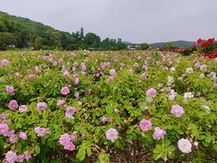 -龙寺生态园