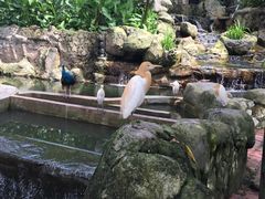 -吉隆坡雀鸟公园