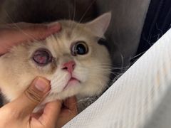 -达爱动物医院·犬猫分区·CT·复杂眼科(远洋山水分院)