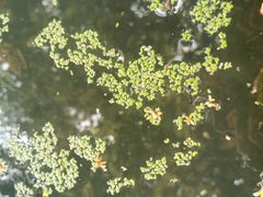 -成都市活水公园