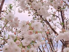 -天适樱花悠乐园